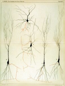 Image of nerve cell print by Camillo Golgi c. 1885